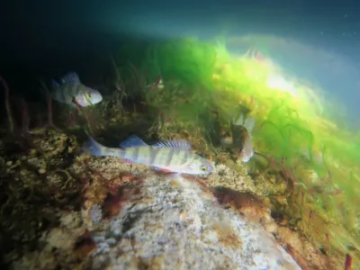 Lom Šošůvka, fotografie 49
