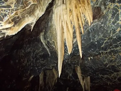 Plazivá kačena, fotografie 104