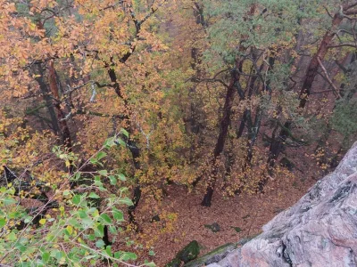Plazivá kačena, fotografie 31