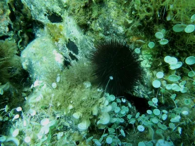 Elba - pláž Terranera, fotografie 12