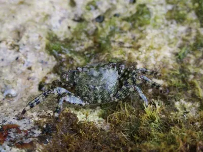 Elba - Sant´ Andrea, fotografie 25