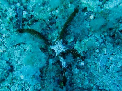 Elba- Corallina Interna, fotografie 8