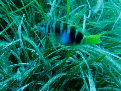 Elba- Corallina Interna, fotografie 20