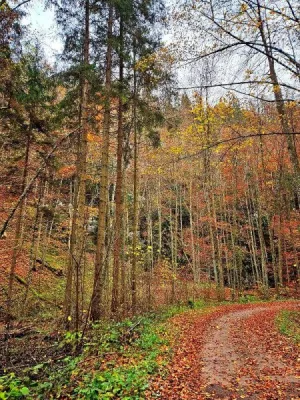 Plazivá kačena, fotografie 3