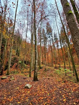 Plazivá kačena, fotografie 7