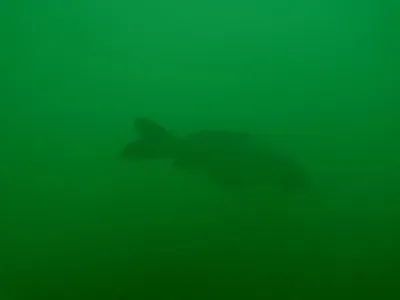 Lom Šošůvka, fotografie 131