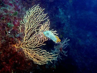 Elba, fotografie 20