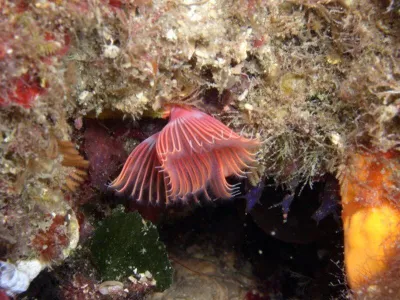 Elba, fotografie 34