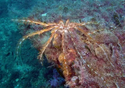 Elba, fotografie 38