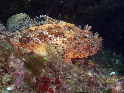 Elba, fotografie 39