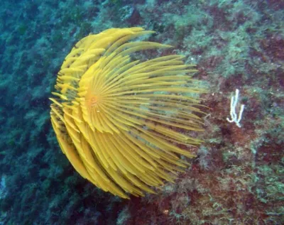 Elba, fotografie 42