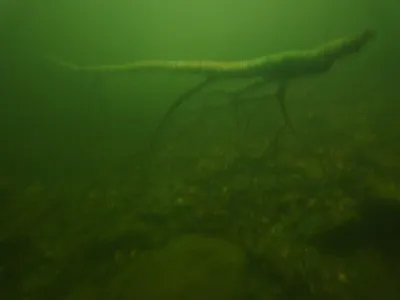 Lom Arcibiskupský, fotografie 29