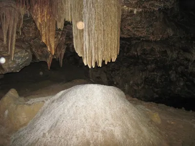 Plazivá kačena, fotografie 22