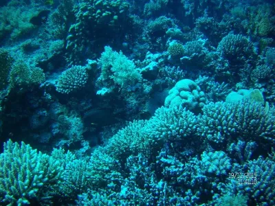 Egypt - severní safari, fotografie 37