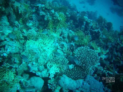 Egypt - severní safari, fotografie 42