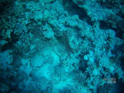 Egypt - severní safari, fotografie 44