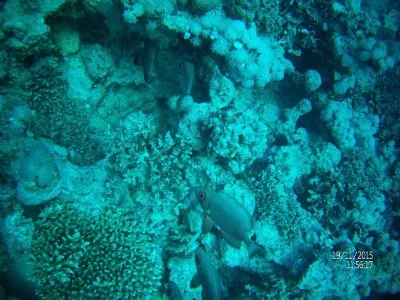 Egypt - severní safari, fotografie 46