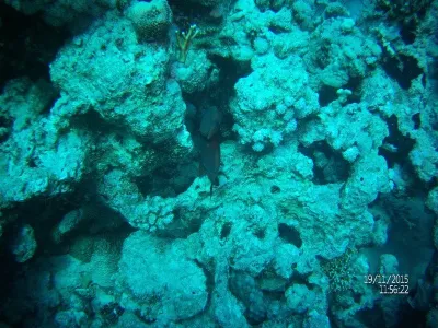 Egypt - severní safari, fotografie 47