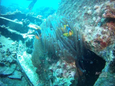 Egypt - severní safari, fotografie 73