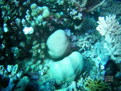 Egypt - severní safari, fotografie 77