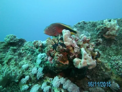 Egypt - severní safari, fotografie 122