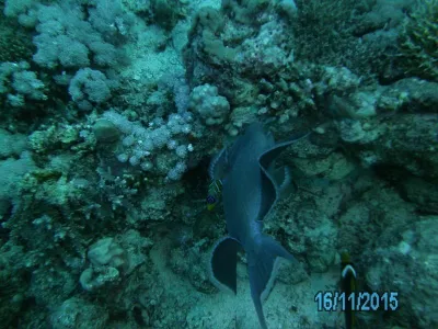 Egypt - severní safari, fotografie 128
