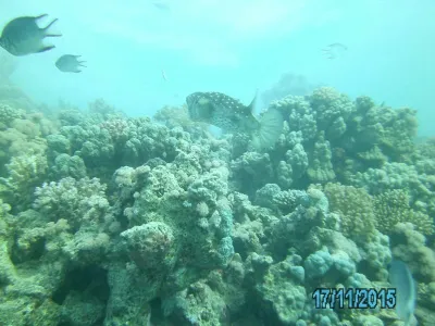 Egypt - severní safari, fotografie 151