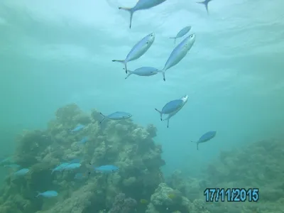 Egypt - severní safari, fotografie 154