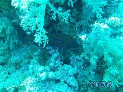 Egypt - severní safari, fotografie 169