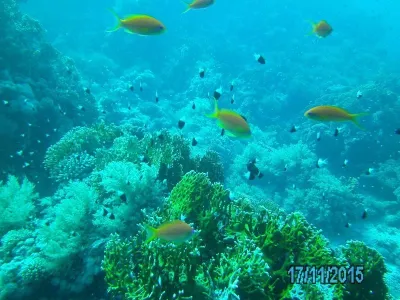 Egypt - severní safari, fotografie 170