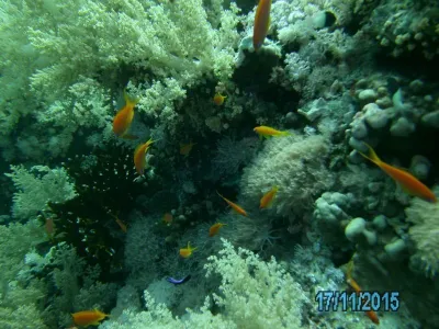 Egypt - severní safari, fotografie 175