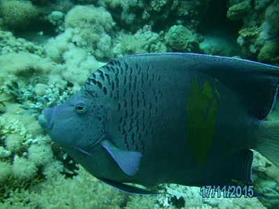 Egypt - severní safari, fotografie 177