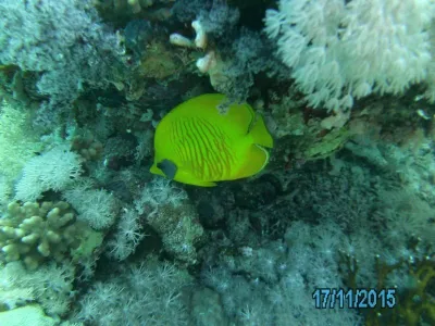 Egypt - severní safari, fotografie 178