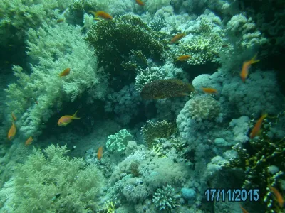 Egypt - severní safari, fotografie 180