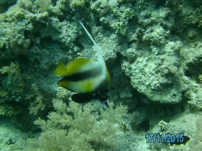 Egypt - severní safari, fotografie 181