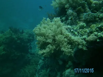 Egypt - severní safari, fotografie 182
