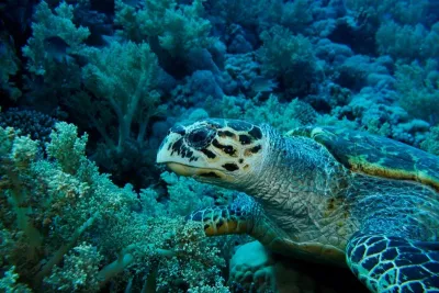 Egypt safari - St. Johns, fotografie 19