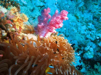 Egypt - Safari, fotografie 25