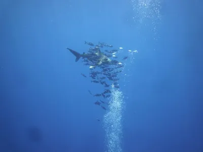 Egypt - Safari, fotografie 140