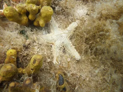 Puntižela bay - HR, fotografie 39