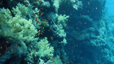 Egypt - Jižní safari, fotografie 73