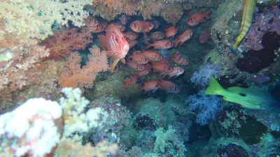 Egypt - Jižní safari, fotografie 130
