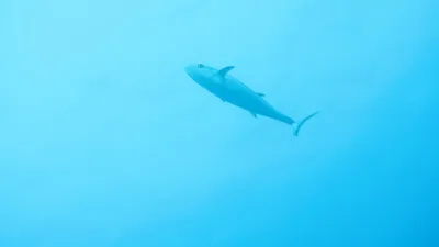 Egypt - Jižní safari, fotografie 136